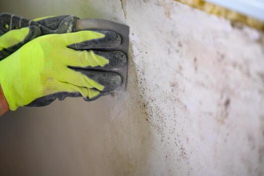 Mold Remediation Cost in Florida (2026 Homeowner Guide)