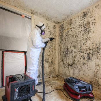 Certified mold remediation specialist treating affected surface